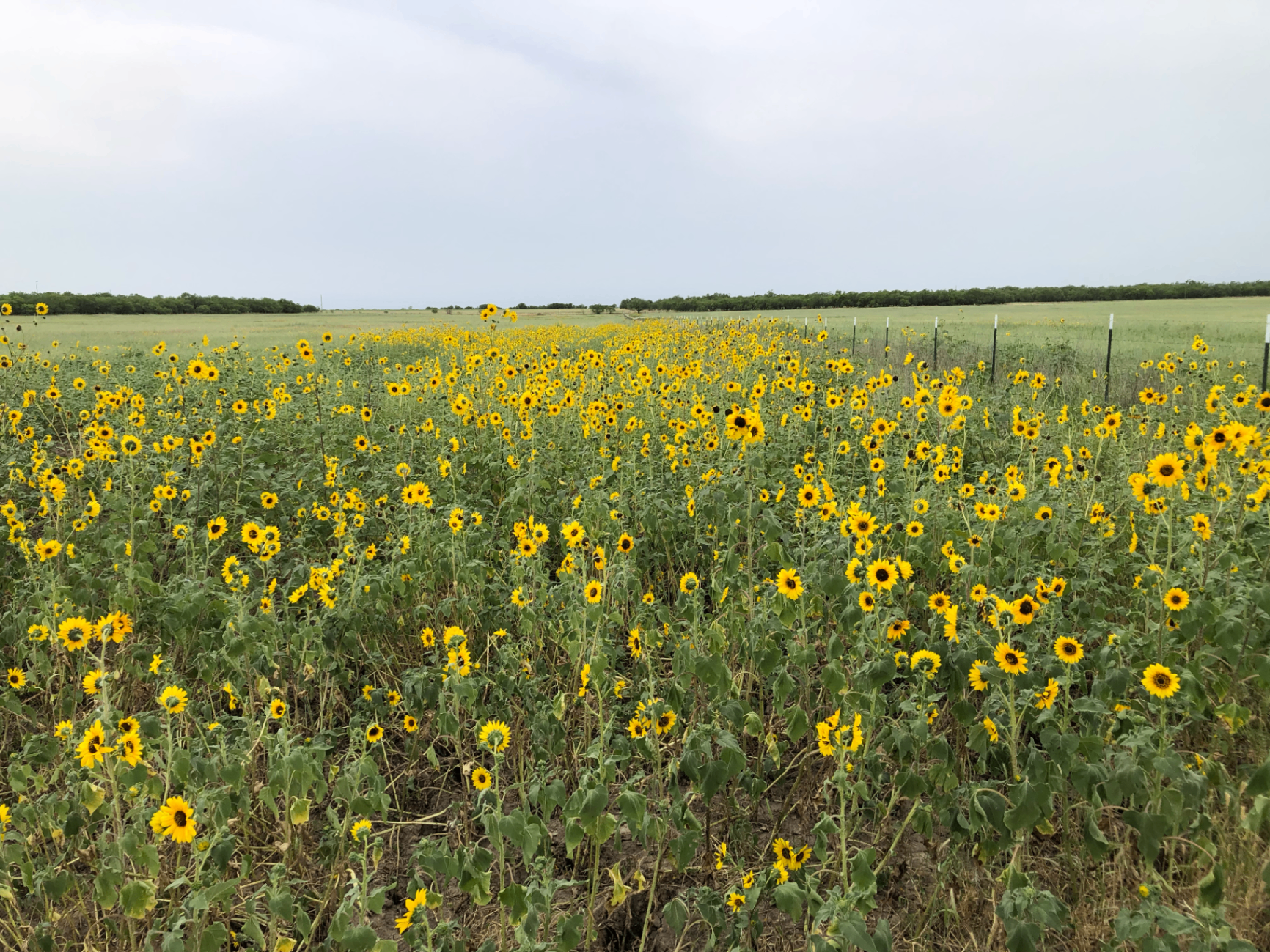 Sunflower field at Double D Ranch in Woodson, Texas